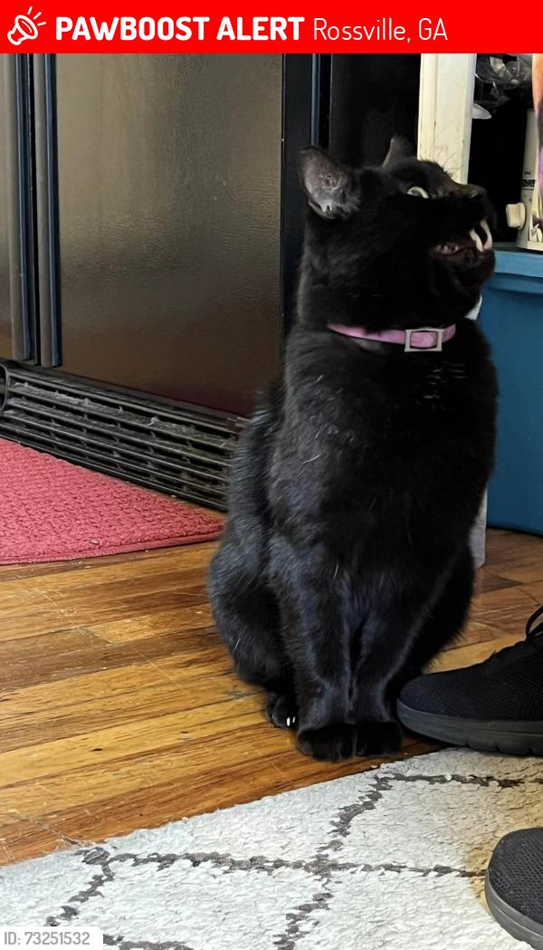 Lost Male Cat last seen white oak street, Rossville, GA 30741