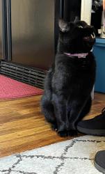 Lost Male Cat last seen white oak street, Rossville, GA 30741
