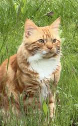Lost Male Cat last seen short beach, Branford, CT 06405
