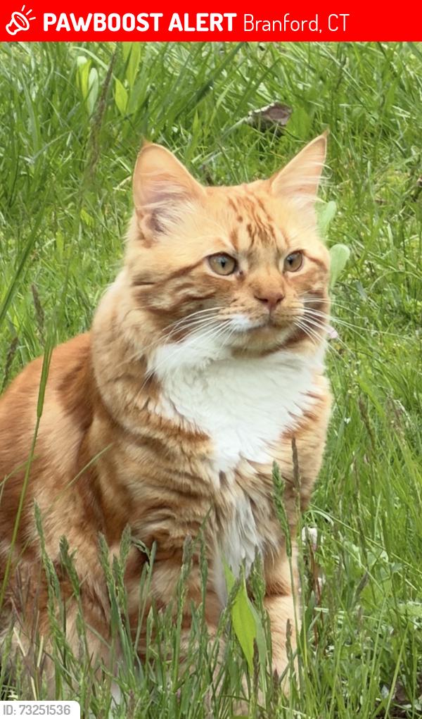 Lost Male Cat last seen short beach, Branford, CT 06405
