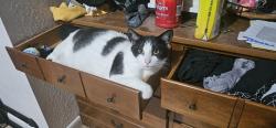 Lost Female Cat last seen Springhill dr and mariner blvd, Spring Hill, FL 34609