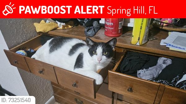 Lost Female Cat last seen Springhill dr and mariner blvd, Spring Hill, FL 34609