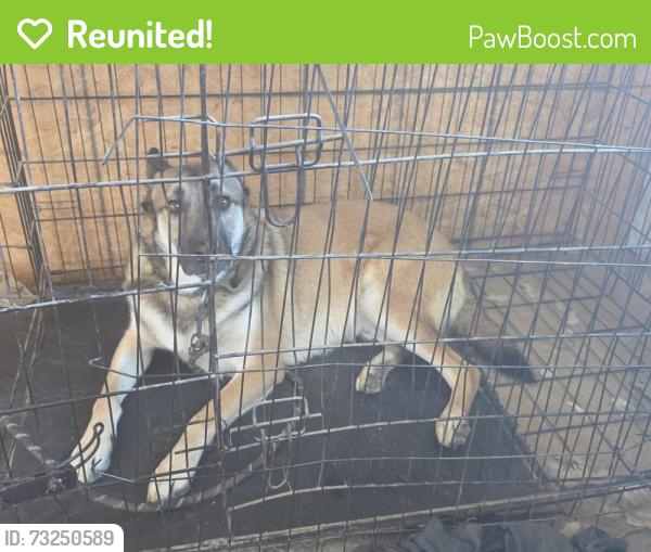 Reunited Male Dog last seen Lott, Los Angeles, CA 90063