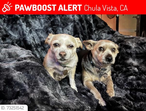 Lost Female Dog last seen East J street, Chula Vista, CA 91910