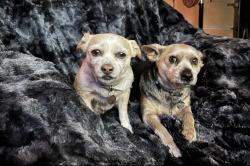 Lost Female Dog last seen East J street, Chula Vista, CA 91910