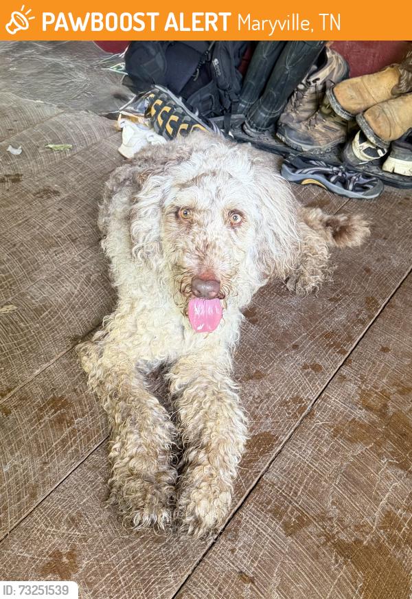 Found/Stray Male Dog last seen Hughes Loop, Maryville, TN 37804