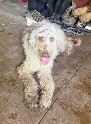 Found/Stray Male Dog last seen Hughes Loop, Maryville, TN 37804