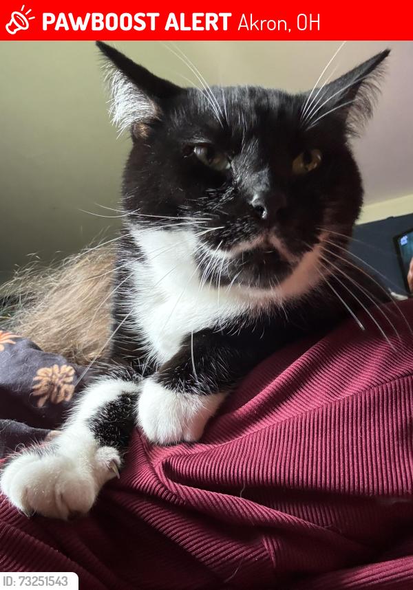 Lost Male Cat last seen Don Tinos, Akron, OH 44310
