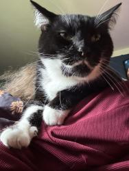 Lost Male Cat last seen Don Tinos, Akron, OH 44310