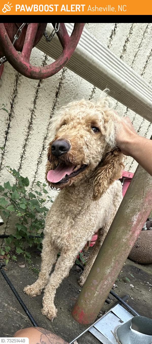 Found/Stray Male Dog last seen Caribou rd by asheville metal recycling, Asheville, NC 28803