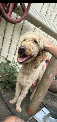 Found/Stray Male Dog last seen Caribou rd by asheville metal recycling, Asheville, NC 28803
