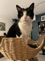 Lost Female Cat last seen Wiltshire blvd Oakwood 45419, Oakwood, OH 45419