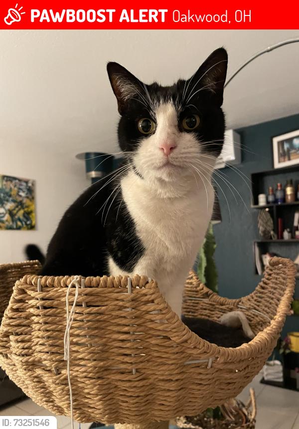 Lost Female Cat last seen Wiltshire blvd Oakwood 45419, Oakwood, OH 45419