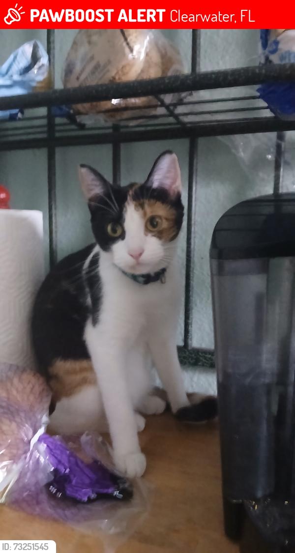 Lost Female Cat last seen Washington ave, Clearwater, FL 33756