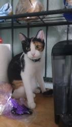 Lost Female Cat last seen Washington ave, Clearwater, FL 33756