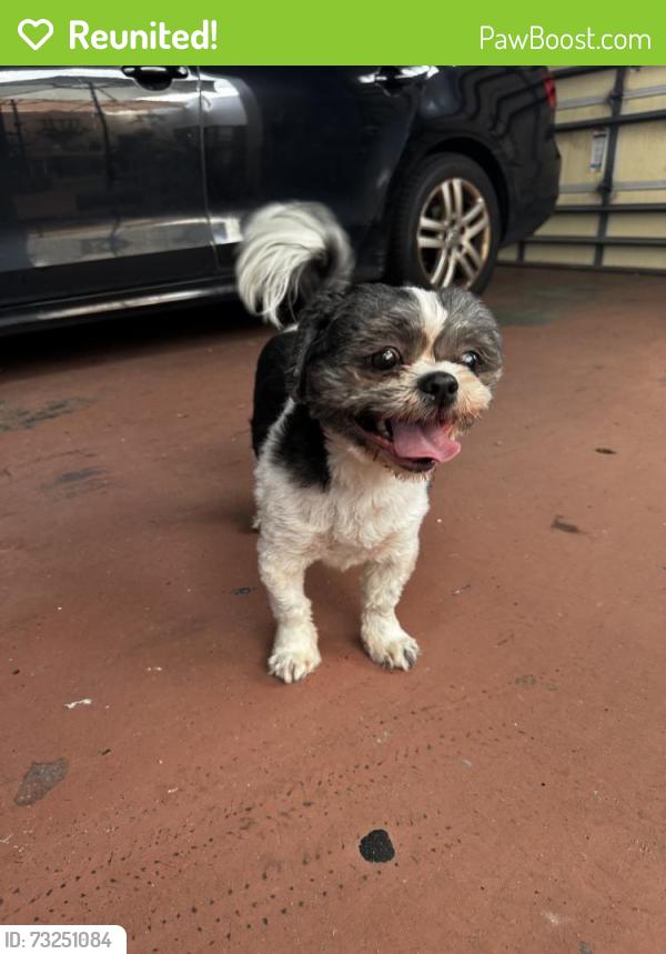 Reunited Male Dog last seen Island Breeze Ct, Orlando, FL 32824, USA, Orlando, FL 32824