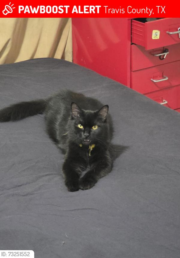 Lost Female Cat last seen Bliss spillar rd, Travis County, TX 78652