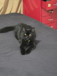 Lost Female Cat last seen Bliss spillar rd, Travis County, TX 78652