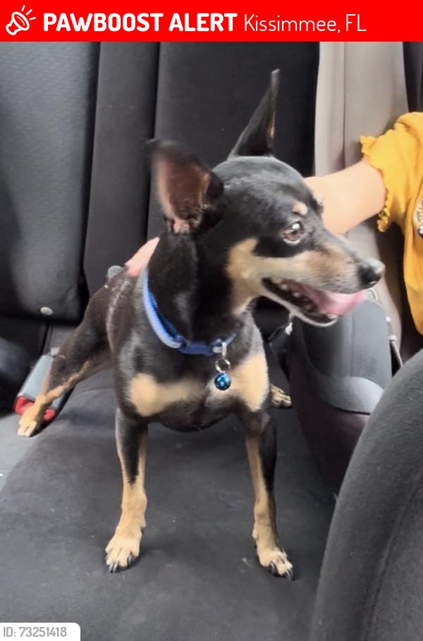 Lost Male Dog last seen Buena Ventura lake Kissimmee area addres s 810 fruitwood dr he went outside like 12:30am, Kissimmee, FL 34743