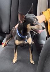 Lost Male Dog last seen Buena Ventura lake Kissimmee area addres s 810 fruitwood dr he went outside like 12:30am, Kissimmee, FL 34743