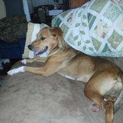 Found/Stray Female Dog last seen Between the Dairi-o and Family dollar, Winston-Salem, NC 27127