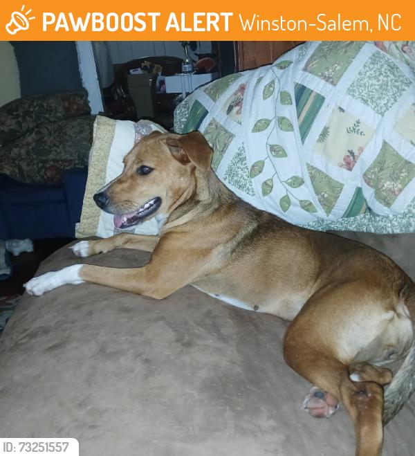 Found/Stray Female Dog last seen Between the Dairi-o and Family dollar, Winston-Salem, NC 27127