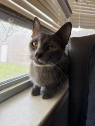 Reunited Female Cat last seen Melinda Ln, Pasadena, TX 77505