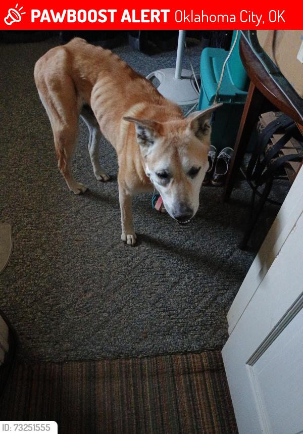 Lost Male Dog last seen 51st and south shartel, Oklahoma City, OK 73109
