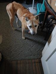 Lost Male Dog last seen 51st and south shartel, Oklahoma City, OK 73109