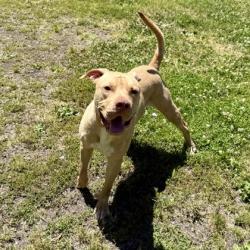 Shelter Stray Male Dog last seen Jack London Square, Oakland,, 1101 29th Ave, Oakland, CA 94601, USA