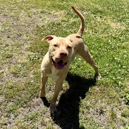 Shelter Stray Male Dog last seen Jack London Square, Oakland,, 1101 29th Ave, Oakland, CA 94601, USA