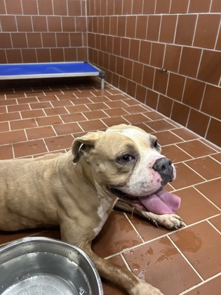 Shelter Stray Female Dog last seen Near Block Of Trailwood, FOREST HILL, TX, 3961 Bluebell Dr, Everman, TX 76140, USA