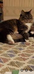 Lost Female Cat last seen 185th Ave and Johnson, Aloha OR, Portland, OR 97229