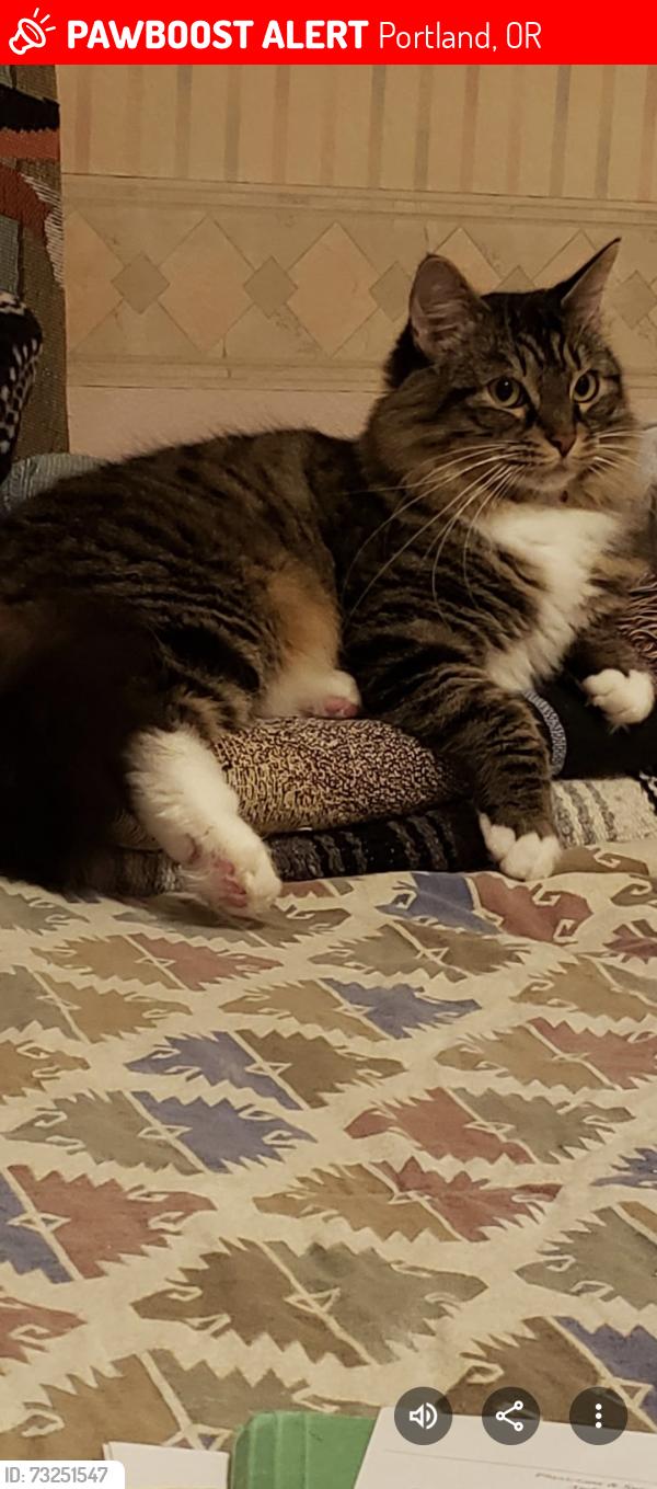 Lost Female Cat last seen 185th Ave and Johnson, Aloha OR, Portland, OR 97229