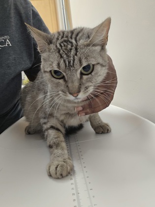 Shelter Stray Female Cat last seen Data Dr at Capital center dr, Rancho Cordova, CA, 6201 Florin Perkins Rd, Sacramento, CA 95828, USA