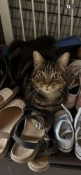 Lost Male Cat last seen Near eastward ho, Suffolk, England 