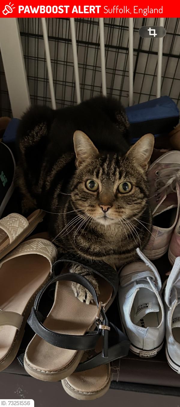 Lost Male Cat last seen Near eastward ho, Suffolk, England 