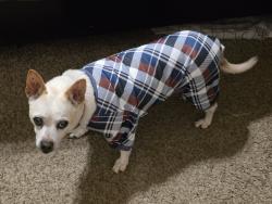 Lost Female Dog last seen Channel set & reflection point, Rosharon, TX 77583