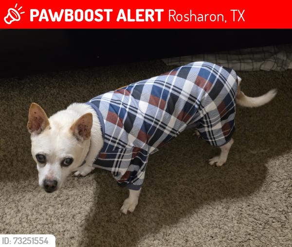 Lost Female Dog last seen Channel set & reflection point, Rosharon, TX 77583