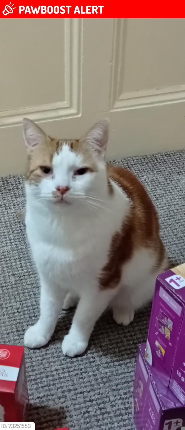 Lost Male Cat last seen Birkenhead Central, Merseyside, England CH41 2SL