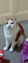Lost Male Cat last seen Birkenhead Central, Merseyside, England CH41 2SL