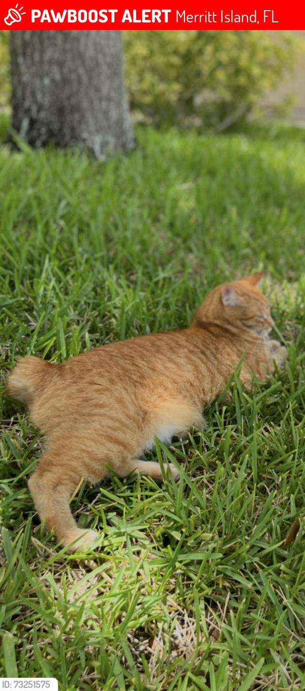 Lost Male Cat last seen Glenridge circle, Merritt Island, FL 32953