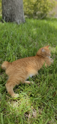 Lost Male Cat last seen Glenridge circle, Merritt Island, FL 32953
