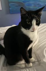 Lost Male Cat last seen 98th Terrace and Foster, Overland Park, KS 66212