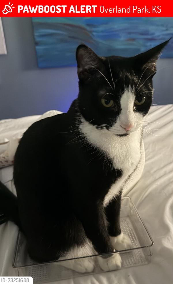 Lost Male Cat last seen 98th Terrace and Foster, Overland Park, KS 66212