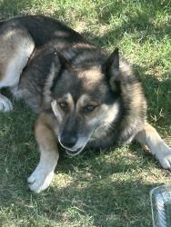 Found/Stray Unknown Dog last seen Locust ave & Santa Ana Ave, Bloomington, CA 92316