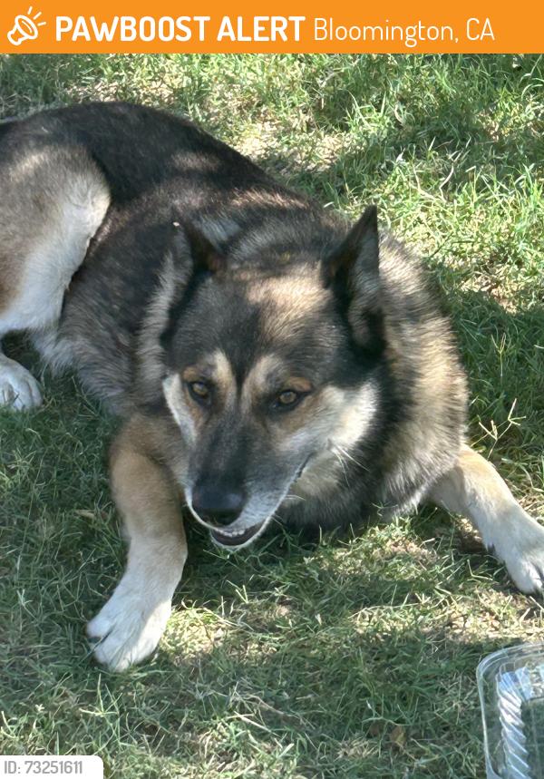 Found/Stray Unknown Dog last seen Locust ave & Santa Ana Ave, Bloomington, CA 92316