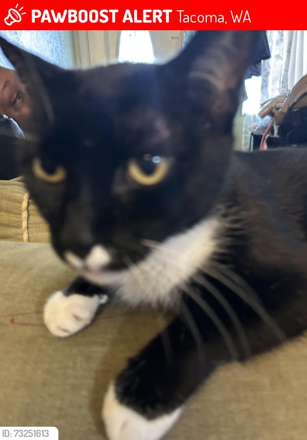 Lost Female Cat last seen 112th st and 116th street in parkland area, Tacoma, WA 98444