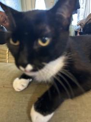 Lost Female Cat last seen 112th st and 116th street in parkland area, Tacoma, WA 98444
