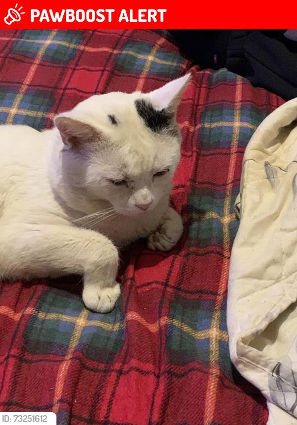 Lost Male Cat last seen Near lever edge lane, Greater Manchester, England BL3 3HU